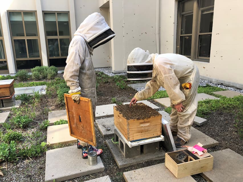 Two American University students wearing bee suits on the Mary Graydon Center's green roof, observing a bee hive.