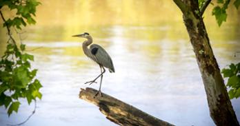 Blue heron, Potomac River
