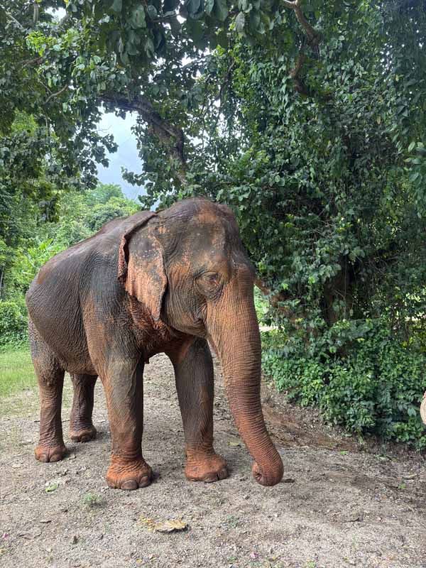 Elephant in Thailand