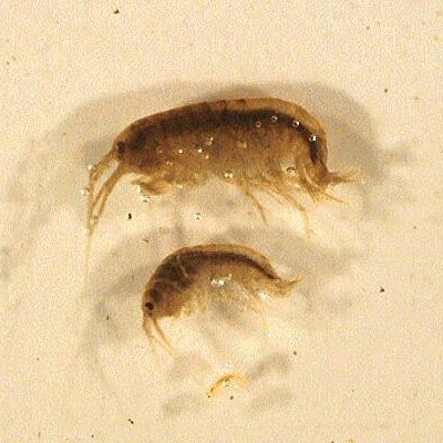 Gammarus minus