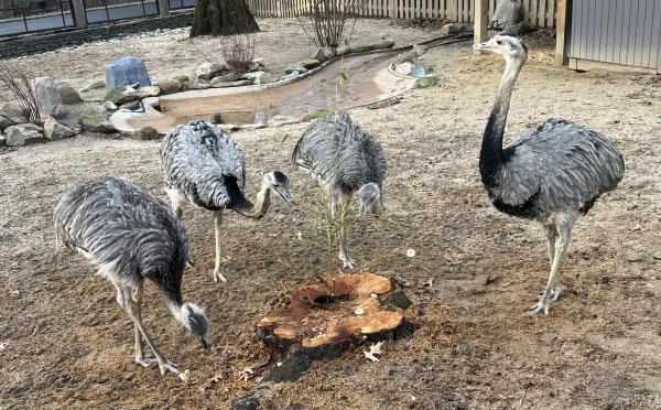 Four greater rheas