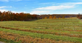 Airlie Berkshire Farm. Photo by Samantha Jaffe.