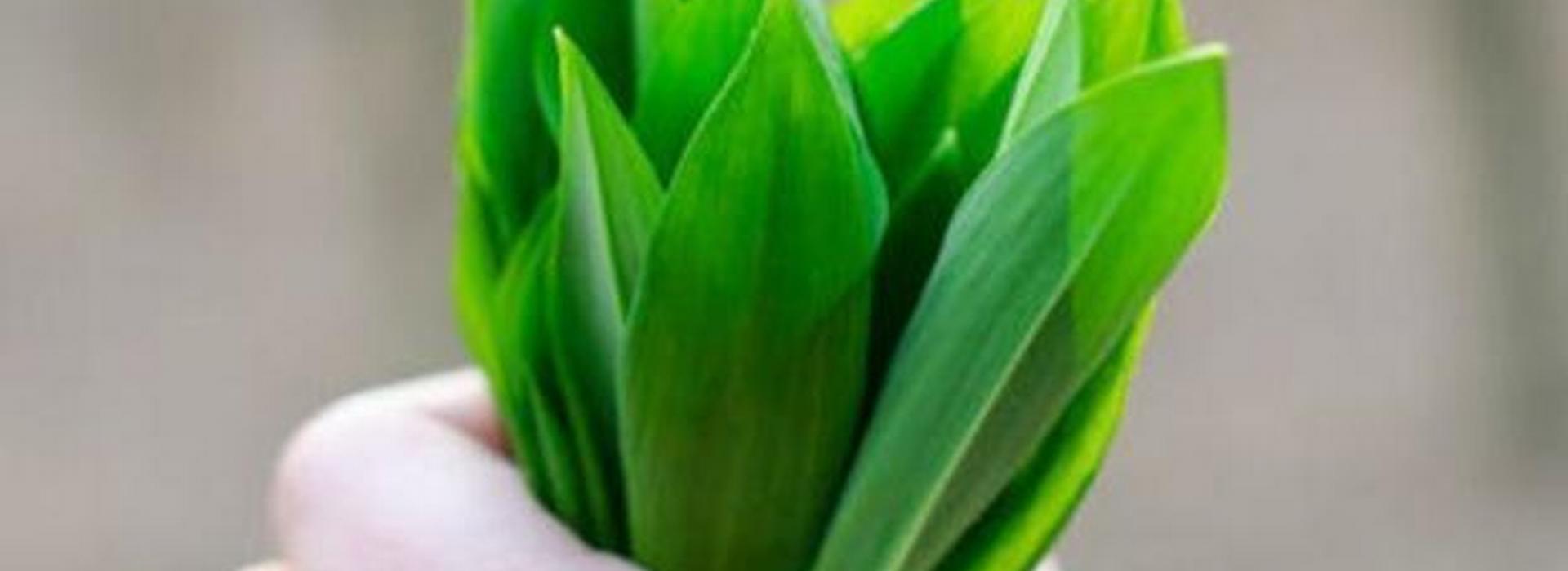 Environmental Law Society